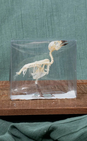 Eurasian Tree Sparrow Articulated Bird Skeleton