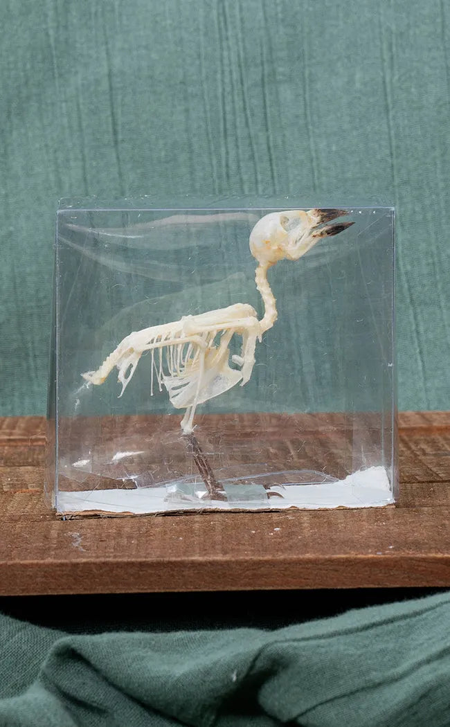 Eurasian tree sparrow Articulated Bird Skeleton