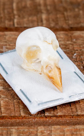 Eurasian Tree Sparrow Skull