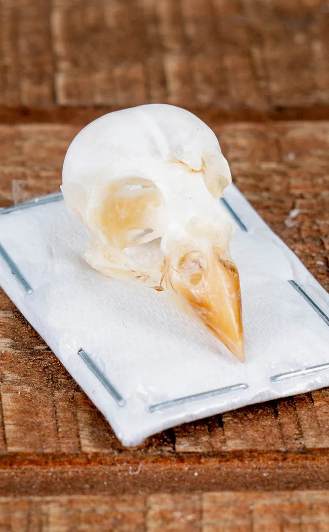 Eurasian Tree Sparrow Skull