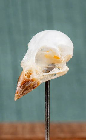 Eurasian Tree Sparrow Skull