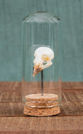 Eurasian Tree Sparrow Skull