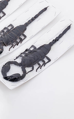 Genuine Real Giant Scorpion (Heterometrus laoticus) 150-180mm