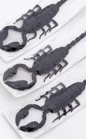 Genuine Real Giant Scorpion (Heterometrus laoticus) 150-180mm