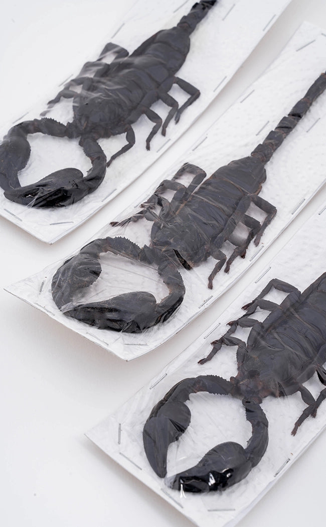 Genuine Real Giant Scorpion (Heterometrus laoticus) 150-180mm