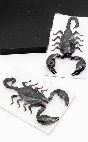 Genuine Real Giant Scorpion (Heterometrus spinifer)-Oddities & Curiosities-Tragic Beautiful