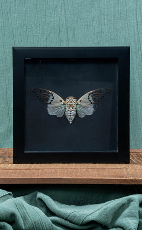 Ghost Cicada (Ayuthia spectabilis) In Shadow Box