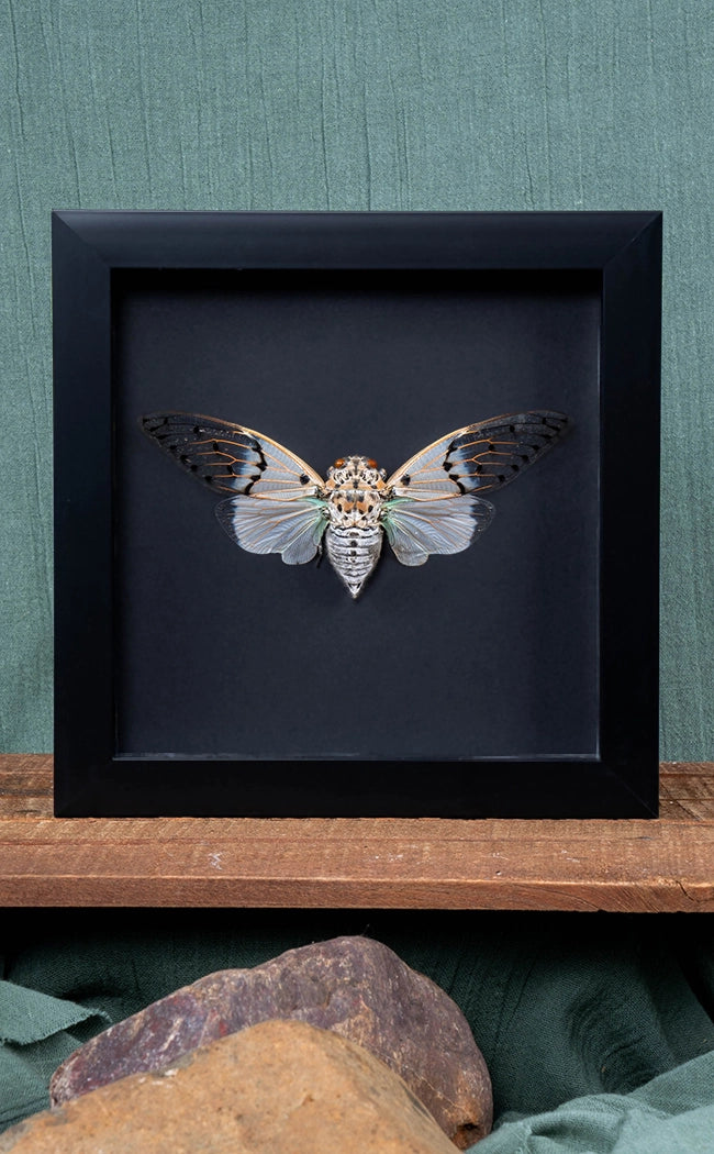 Ghost Cicada (Ayuthia spectabilis) In Shadow Box