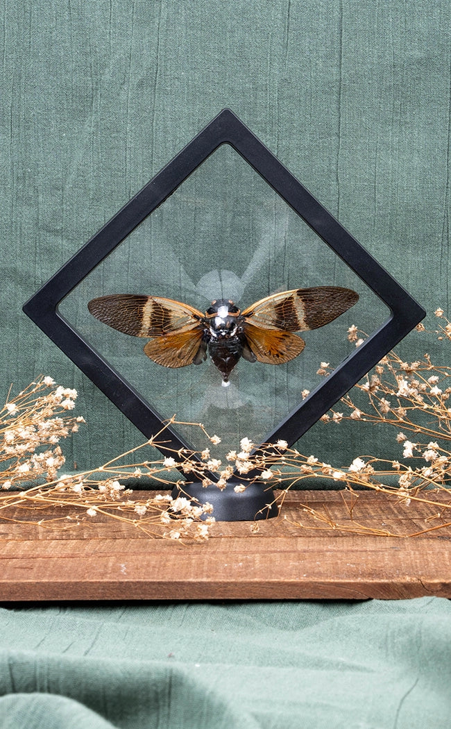 Giant Angamiana Floridula Cicada in Display Case