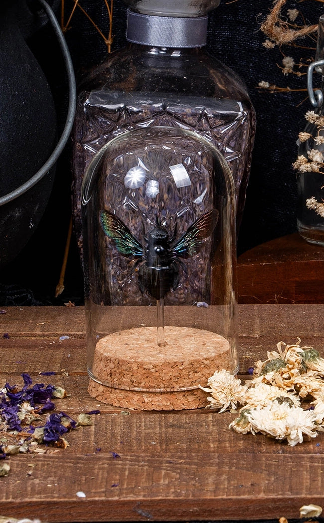 Giant Black Tropical Carpenter Bees (Xylocopa latipes) in Glass Dome