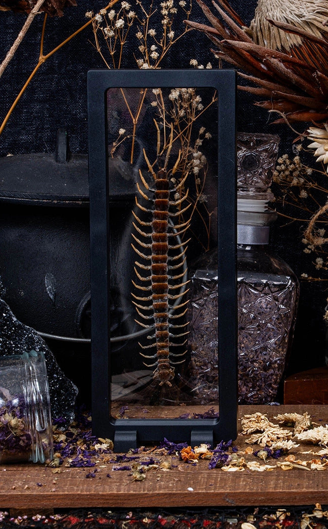 Giant Centipede (Scolopendra subspinipes) in Display Case