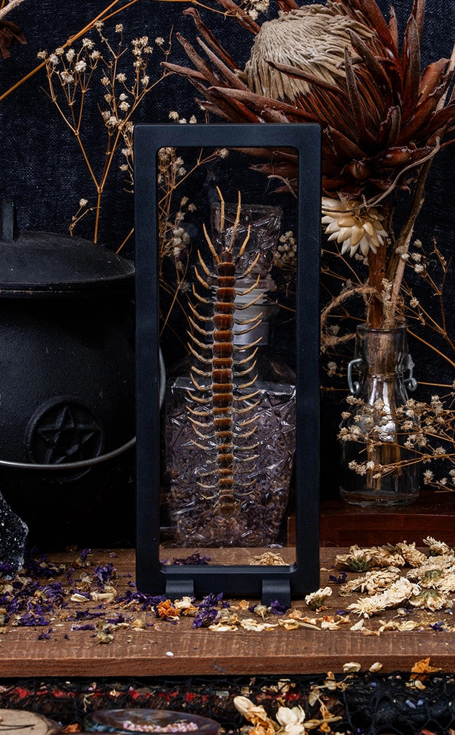 Giant Centipede (Scolopendra subspinipes) in Display Case