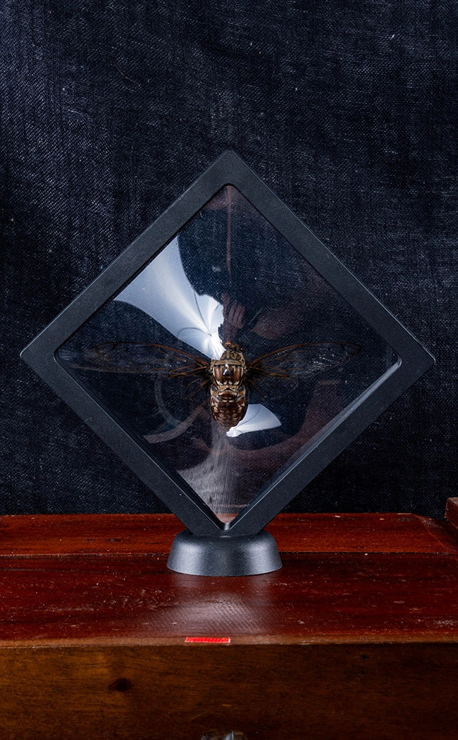 Giant Cicada (Macrosemia umbrata) in Display Case