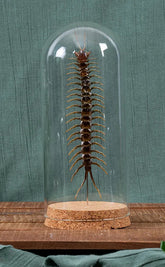 Giant Scolopendra Centipede in Glass Dome