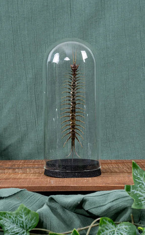 Giant Scolopendra Centipede in Glass Dome