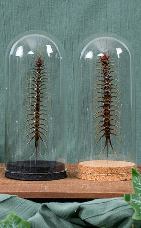 Giant Scolopendra Centipede in Glass Dome