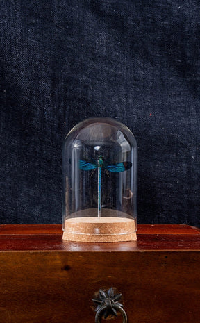 Glass Display Dome with Dragonfly