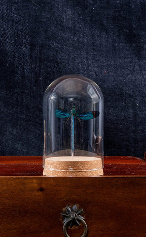 Glass Display Dome with Dragonfly