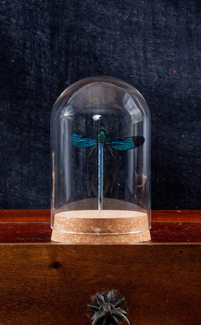 Glass Display Dome with Dragonfly