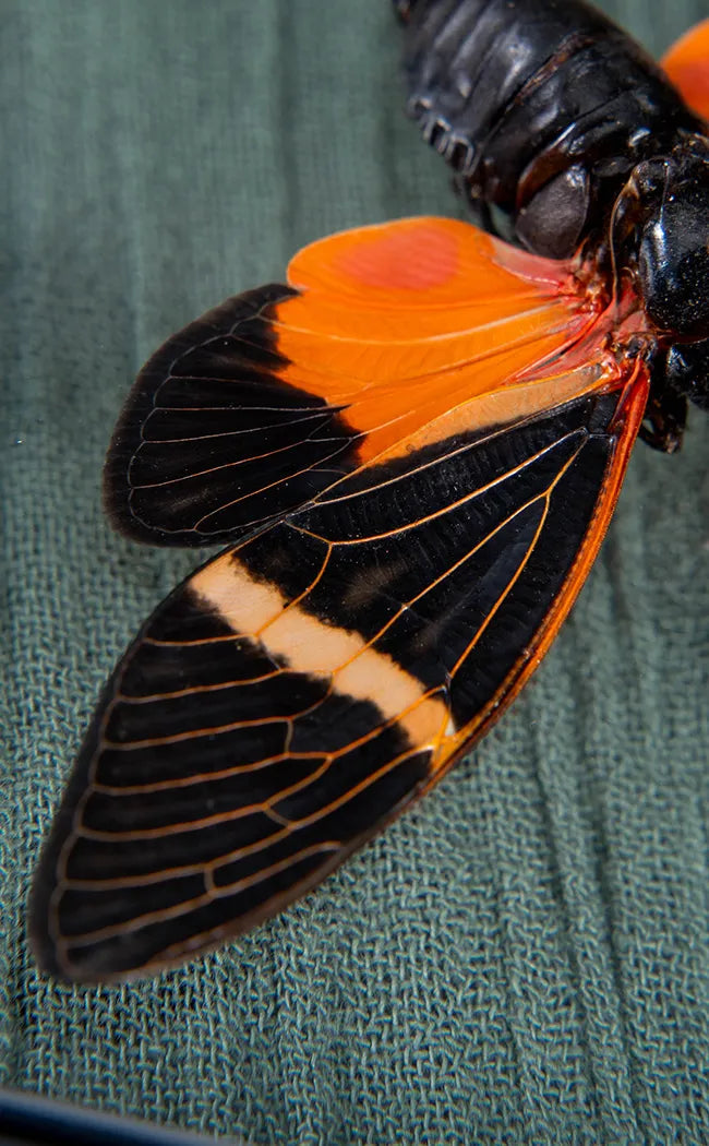 Gorgeous & Colourful Cicada in Display Case