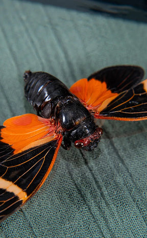 Gorgeous & Colourful Cicada in Display Case