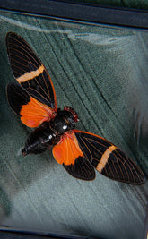 Gorgeous & Colourful Cicada in Display Case