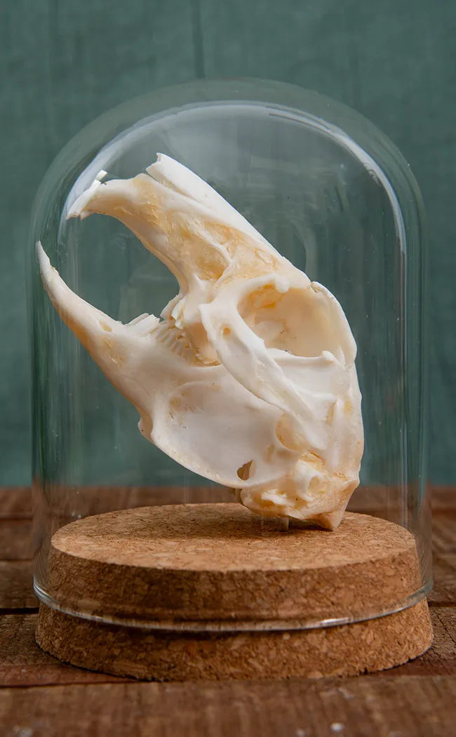 Hare Skull | Lepus Nigricollis