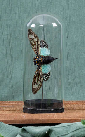 Huge Blue Cicada in Large Glass Dome