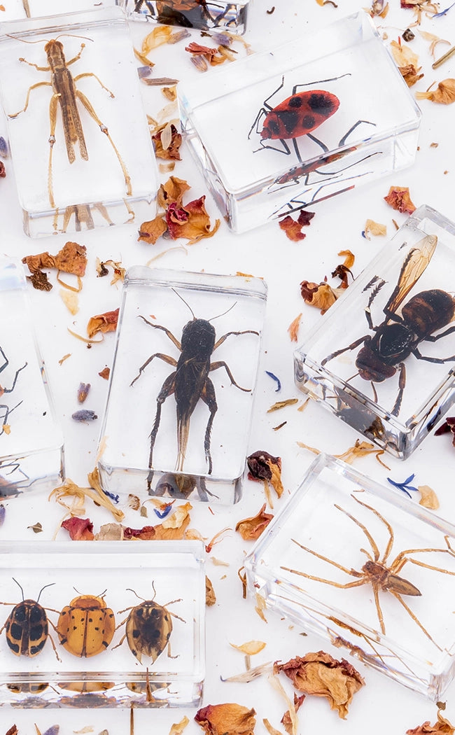 Insects, Spiders, Bugs in Resin Curiosity Display Specimens