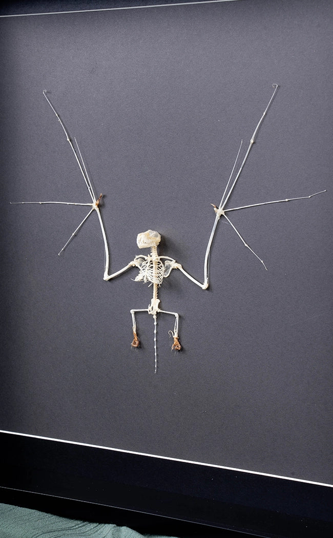 Javan Mastiff Bat Skeleton