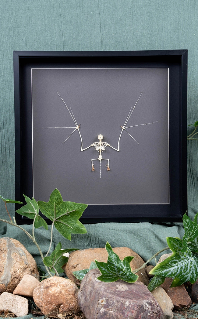 Javan Mastiff Bat Skeleton