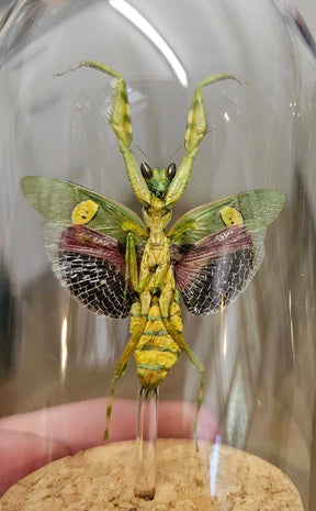 Jewelled Flower Praying Mantis in Glass Display Dome