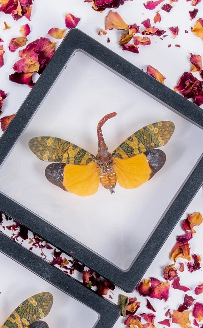 Lanternfly in Display Case Curiosity-Oddities & Curiosities-Tragic Beautiful