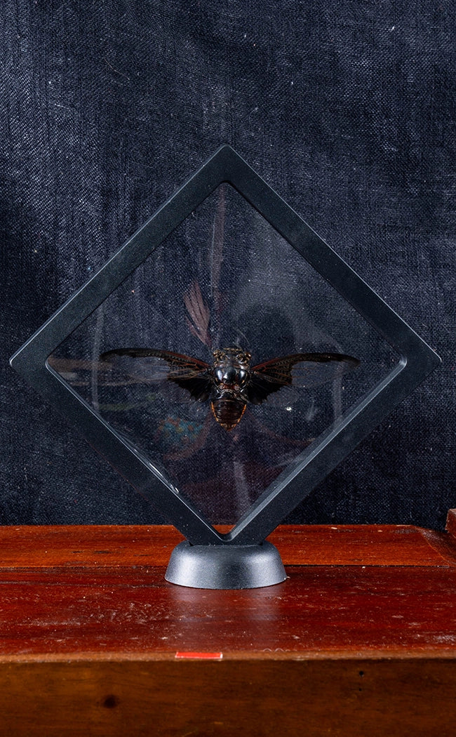 Large Bat Wing Cicada (Cryptotympana aquila) in Display Case