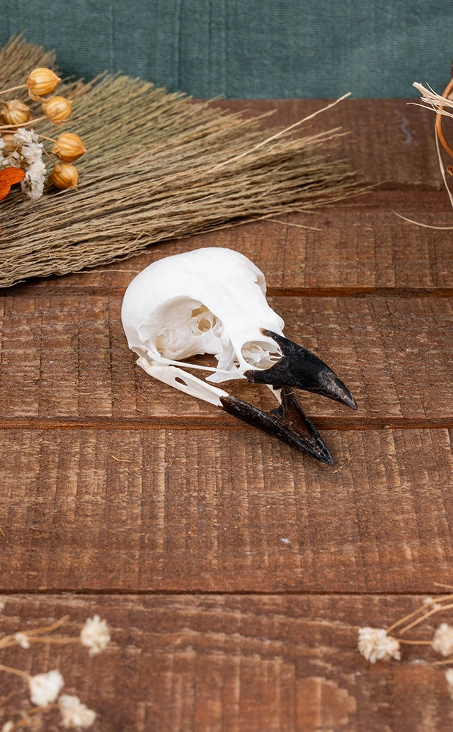 Magpie Skulls