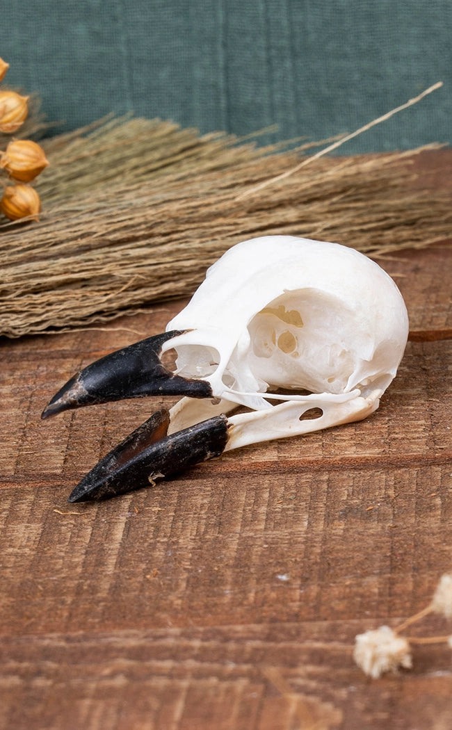 Magpie Skulls