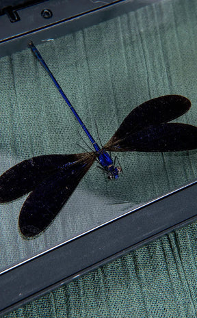 Male & Female Dragonflies in Display Case |  Vestalis luctuosa