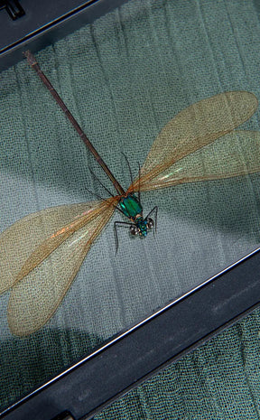 Male & Female Dragonflies in Display Case |  Vestalis luctuosa