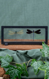 Male & Female Dragonflies in Display Case |  Vestalis luctuosa