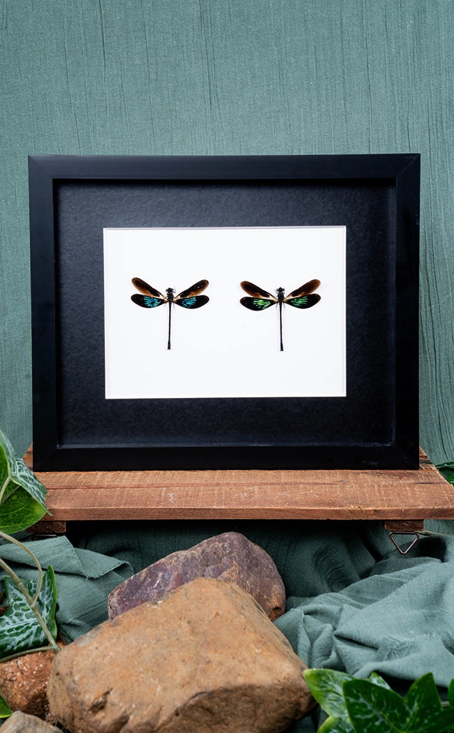 Metallic Damselfly Pair In Shadow Box Frame