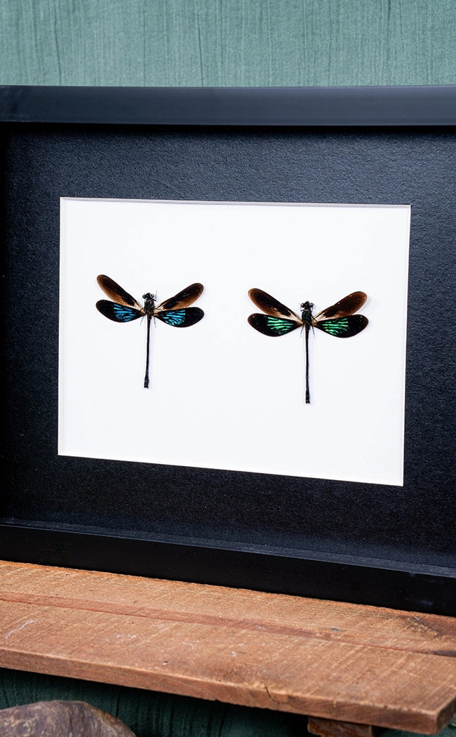 Metallic Damselfly Pair In Shadow Box Frame