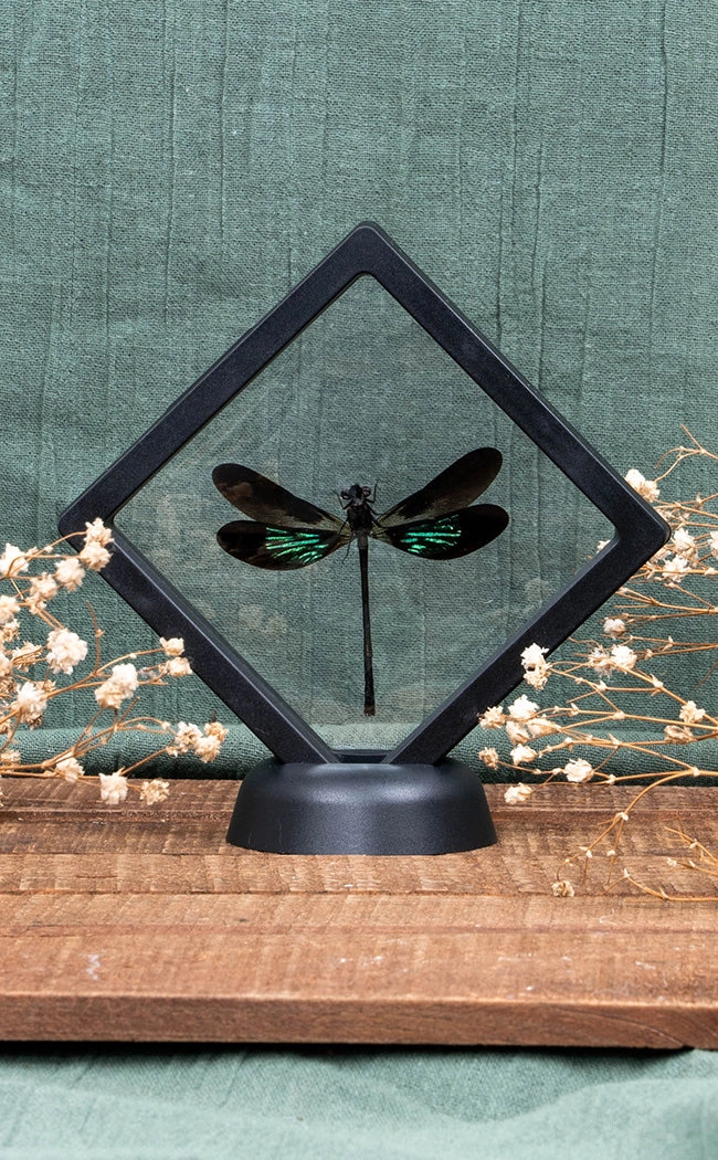 Metallic Dragonfly in Display Case | Euphaea variegata