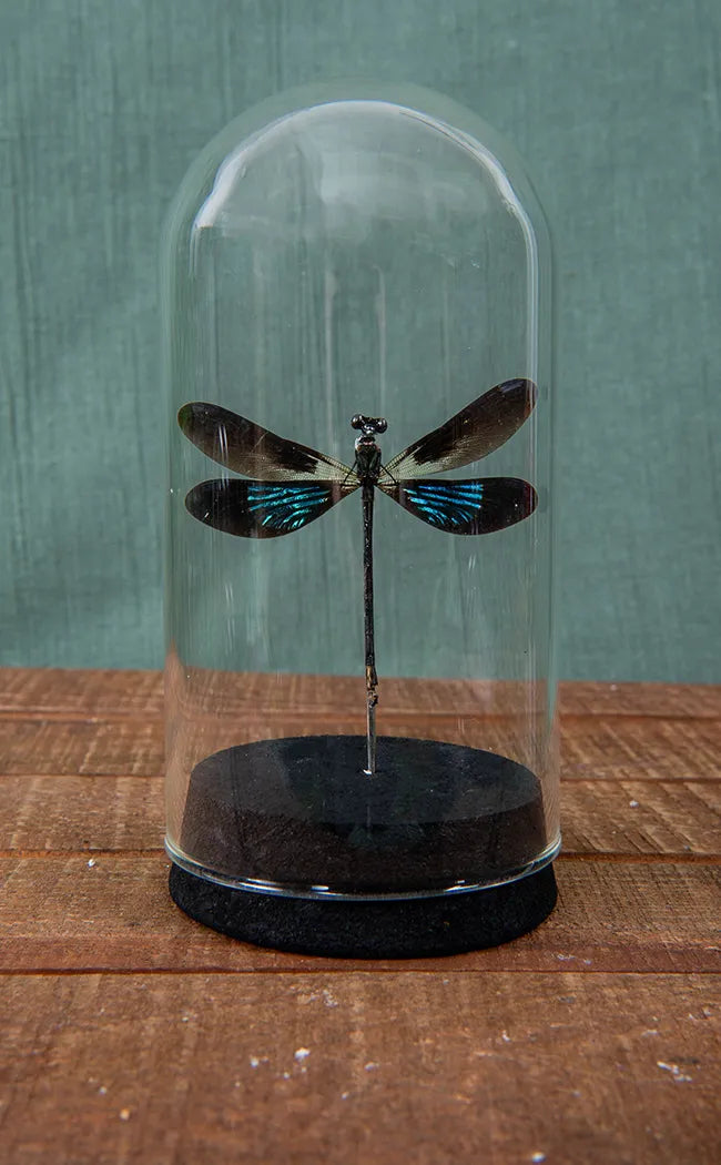 Metallic Winged Dragonfly in Dome | Euphaea variegata