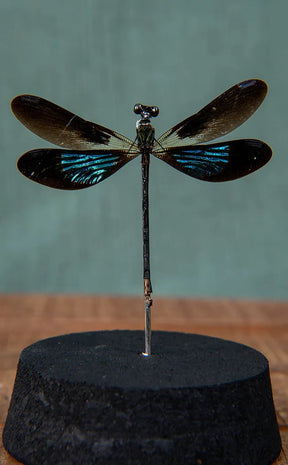 Metallic Winged Dragonfly in Dome | Euphaea variegata