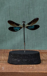 Metallic Winged Dragonfly in Dome | Euphaea variegata