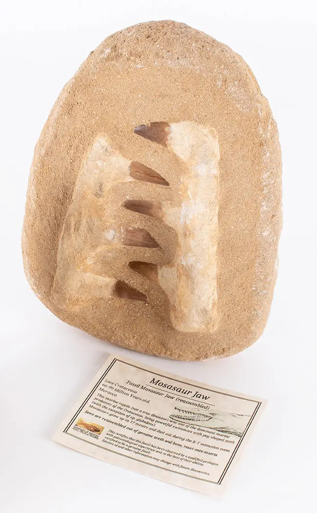 Mosasaur Jaw Fossil In Matrix-Oddities & Curiosities-Tragic Beautiful