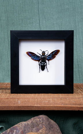 Mystery Oddity Frame Display Set | Reward Gift