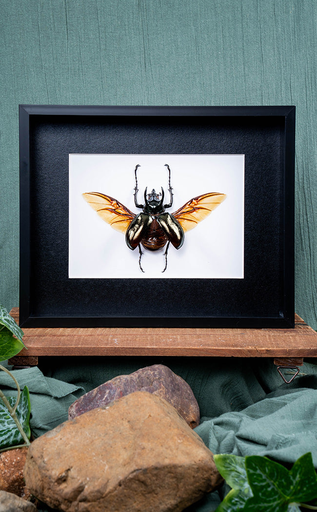 Mystery Oddity Frame Display Set | Reward Gift