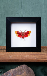Mystery Oddity Frame Display Set | Reward Gift
