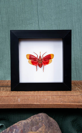 Mystery Oddity Frame Display Set | Reward Gift
